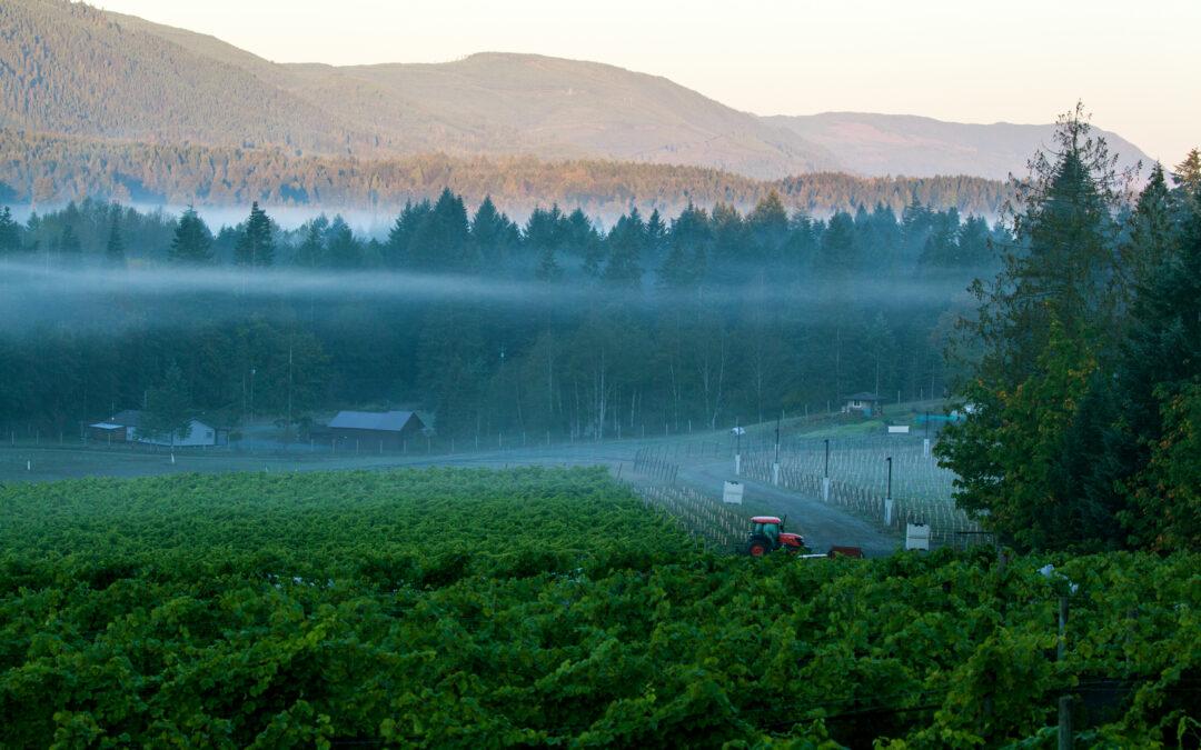 Daily Hive Dished Vancouver features Blue Grouse Winery
